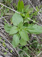 Helianthus bolanderi
