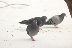 Columba livia domestica