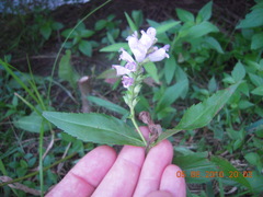 Physostegia