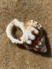 Ranella australasia