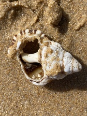Ranella australasia