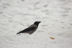 Corvus cornix