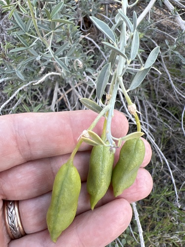 Cleomella arborea