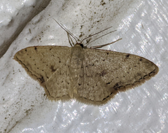 Idaea halmaea