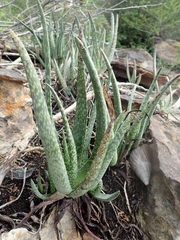 Aloe guillaumetii image