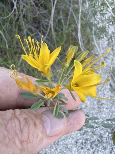 Cleomella arborea