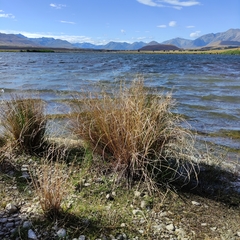 Carex buchananii