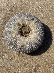 Echinozoa