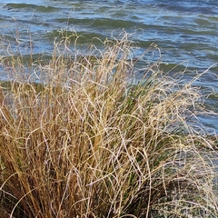 Carex buchananii