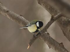 Parus major