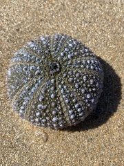 Echinozoa