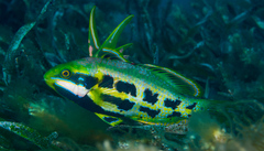 Heteroscarus acroptilus