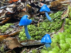 Entoloma hochstetteri