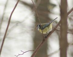 Cyanistes caeruleus