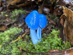 Entoloma hochstetteri