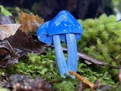 Entoloma hochstetteri