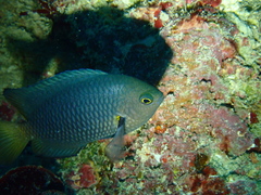 Pomacentrus flavioculus