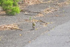 Zosterops lateralis chloronotus