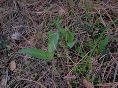 Platanthera michaelii