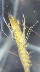 Penaeus