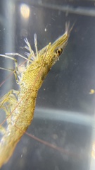 Penaeus
