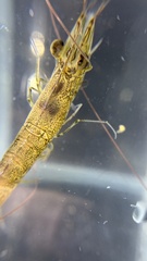 Penaeus