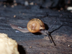 Ovachlamys fulgens