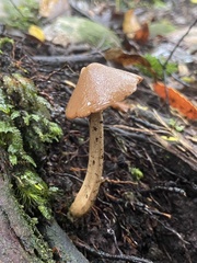 Entoloma latericolor