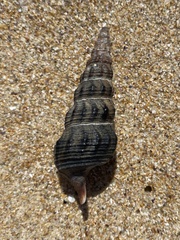 Pyrazus ebeninus