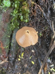 Entoloma latericolor