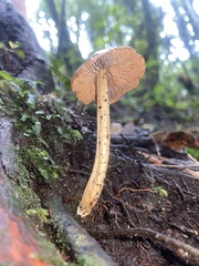 Entoloma latericolor