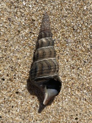 Pyrazus ebeninus