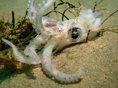 Doryteuthis opalescens