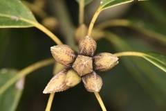 Quercus glauca