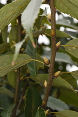 Quercus glauca