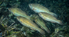 Leptoscarus vaigiensis