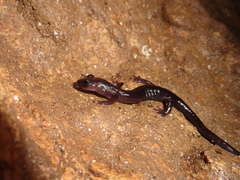 Jumping Salamander photo 2