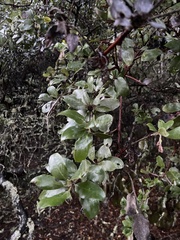 Arctostaphylos crustacea
