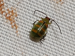 Diabrotica speciosa