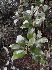 Arctostaphylos crustacea