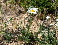 Layia glandulosa