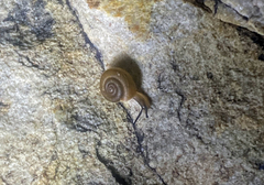 Catellotrachia jessieana