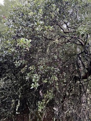 Arctostaphylos crustacea