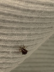 Gibbium aequinoctiale