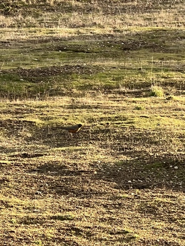 iNaturalist observation photo of American Robin