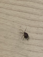 Gibbium aequinoctiale