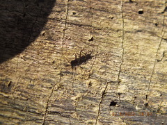 Allocapnia vivipara