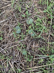 Lupinus microcarpus