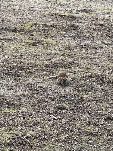 iNaturalist observation photo of California Ground Squirrel