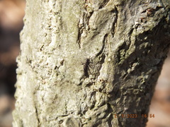 Allocapnia vivipara